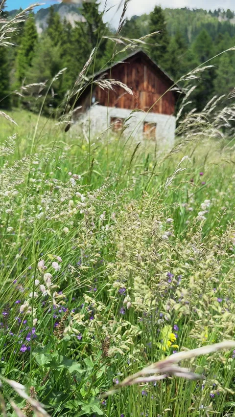 Mountain landscape with old barn and wildflowers Stock Footage 341772157