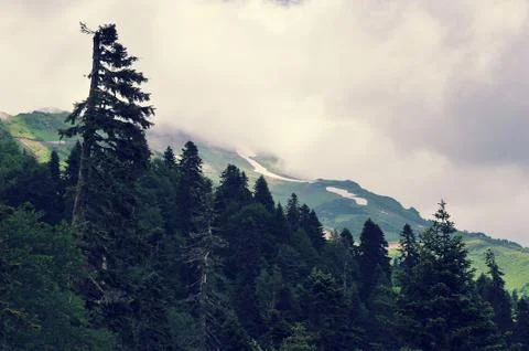 Mountain landscape - old tree on the background of the Caucasus mountains Stock Photos