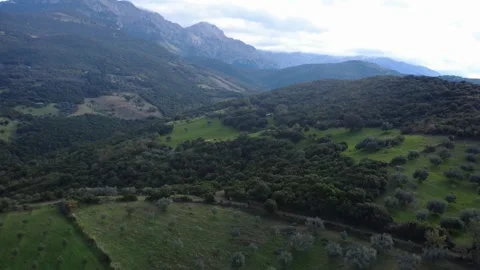 Mountain Landscape with Olive Groves and Dense Forest in Rural Greece Stock Footage 343997830