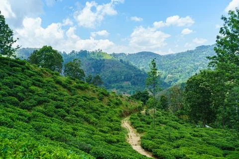 Mountain landscape path on a hill with tea bushes Stock Photos