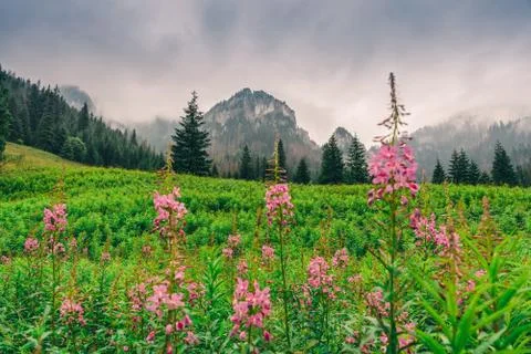 Mountain landscape Foto stock