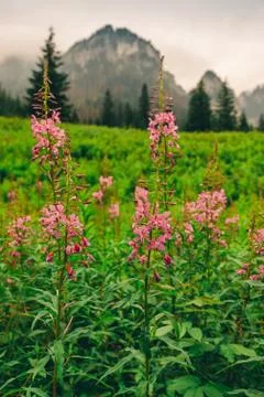 Mountain landscape Foto stock