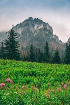 Mountain landscape Stock Photos