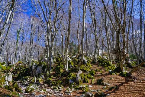 Mountain landscape 写真素材