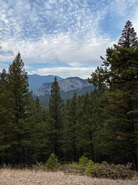 Mountain landscape with pine forest and blue sky. Alberta, Canada. Stock Photos