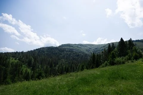Mountain landscape with pine forest and green meadow under blue sky 스톡 사진