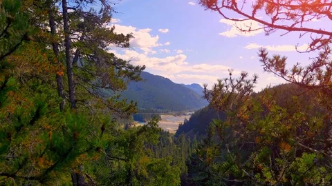 Mountain Landscape, Pine Forest Trees View Green Wilderness Background Landscape Video stock 89516973