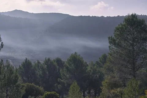 Mountain landscape with pine trees and misty clouds Stock Photos
