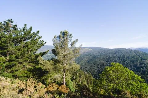 Mountain landscape with pine trees. Copy space. Stock Photos