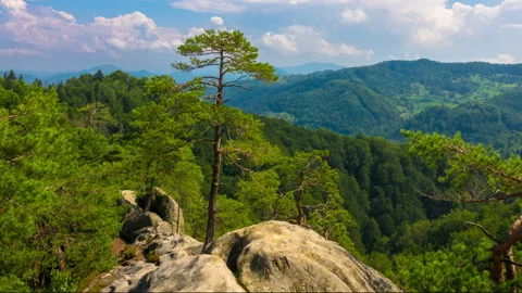 Mountain Landscape with Pine Trees Growing on Rock Stock Footage 97202310