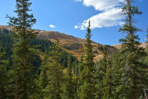Mountain Landscape with Pine Trees Stock Photos