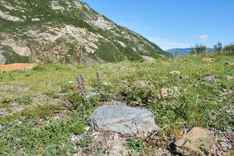 Mountain landscape with rocks, grass and flowers. Mountain Altai Stock Photos