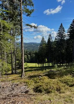 Mountain landscape seen through a spruce forest. Stock Photos