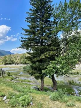 Mountain landscape with a small river in the background and a pine tree. Stock Photos