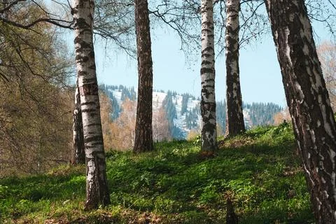 A mountain landscape in spring, when the grass is already green among the tre Foto stock