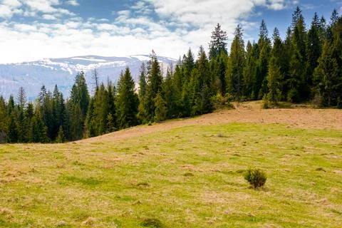 Mountain landscape with spruce forest in spring Stock Photos