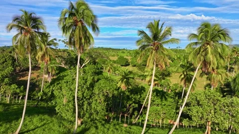 Mountain landscape through palm trees. Forested foothills under a cloudy sky. Stock Footage 328852734