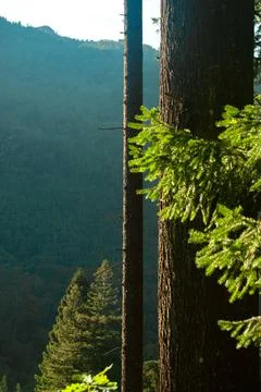 Mountain landscape through vertical tree trunks - Vertical, Selective focus Foto stock