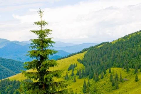 Mountain landscape with tree Foto stock