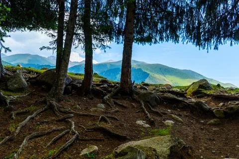 Mountain landscape with tree roots and rolling hills Stock Photos