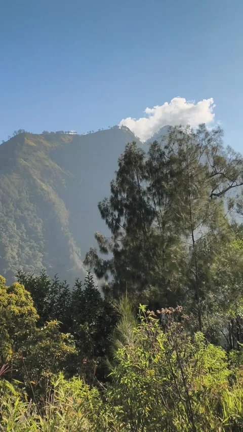 Mountain landscape with trees Stock Footage 339384898