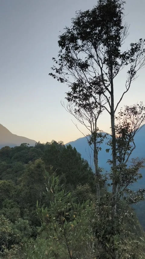 Mountain landscape with trees Stock Footage 339385349