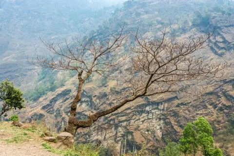 Mountain landscape with trees in the foreground. Stock Photos