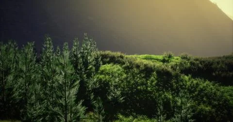 Mountain landscape with trees under a serene sky at sunset Stock Illustration