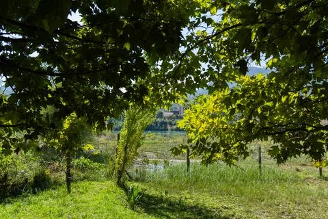 Mountain landscape with willow tree and rural countryside Foto stock
