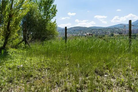 Mountain landscape with willow tree and rural countryside Stock-Fotos