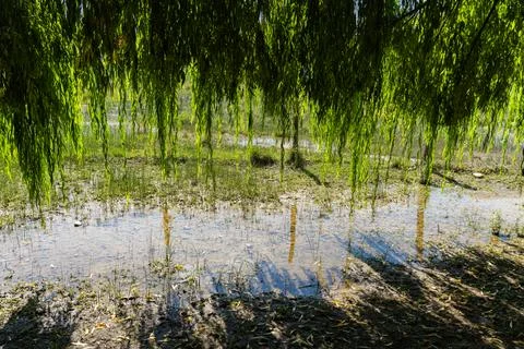 Mountain landscape with willow tree and rural countryside Фото