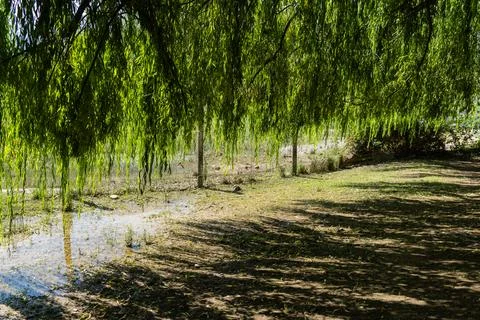 Mountain landscape with willow tree and rural countryside Foto stock