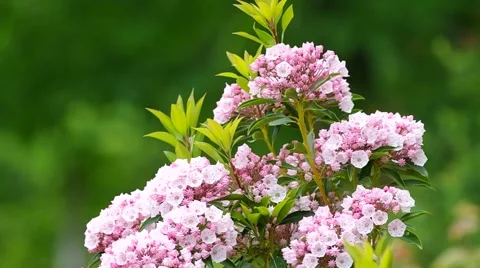 Mountain Laurel and wind Stock Footage 51211002