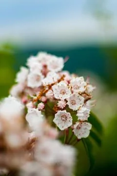 Mountain Laurel in Bloom, Close Up, Selective Focus Stock Photos
