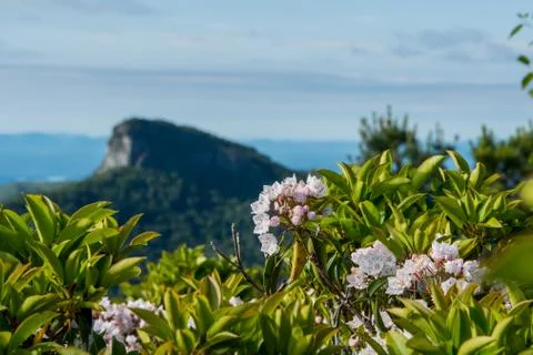 Mountain Laurel Bloom with Table Rock Mountain in Background 库存照片