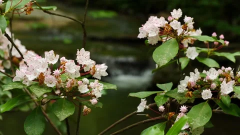 Mountain Laurel Blooming 스톡 동영상 130468418