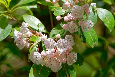 Mountain laurel blooming Stock Photos