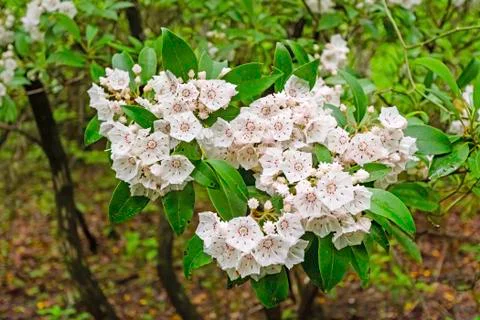 Mountain Laurel Blooming in the Spring Stockfoto's