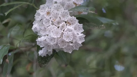 Mountain Laurel Blooms 動画素材 107832639