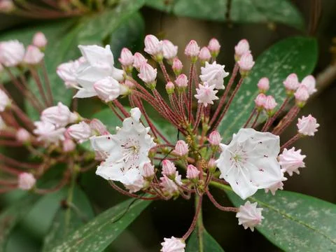 Mountain Laurel Flowers 库存照片