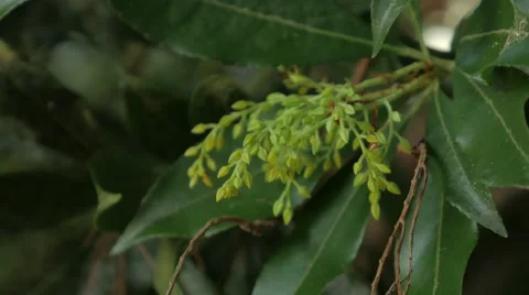Mountain Laurel Leaves and Buds Vidéo 67432016