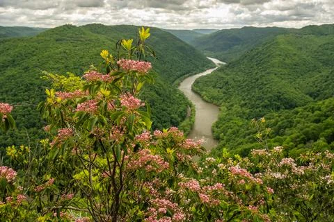 Mountain Laurel Perched High Over The New River In West Virginia 库存照片