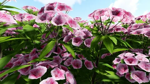 Mountain Laurel Pink Flower Stock Footage 339463641