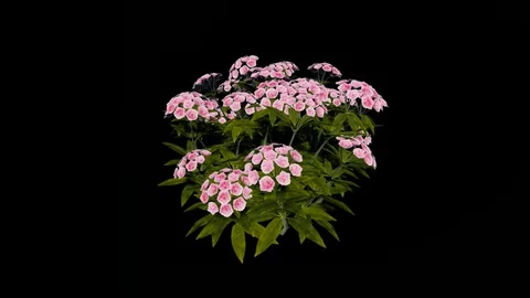 Mountain Laurel Pink Flowers Stock Footage 88434793