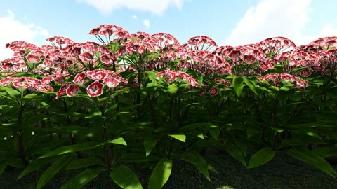 Mountain Laurel Red Flower Stock Footage 339460064