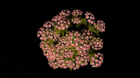 Mountain Laurel Red Flowers Stock Footage 88433028