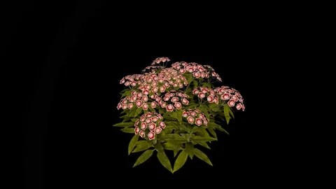 Mountain Laurel Red Flowers Stock Footage 88435123