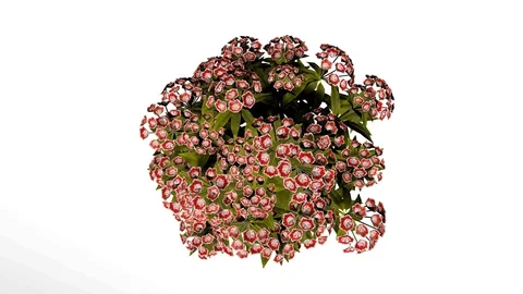 Mountain Laurel Red Flowers Stock Footage 90846305