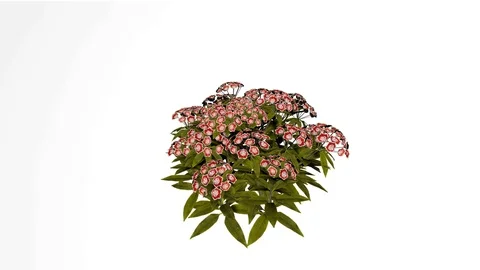 Mountain Laurel Red Flowers Stock Footage 90850659