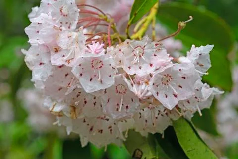 Mountain Laurel in the Spring Stockfoto's